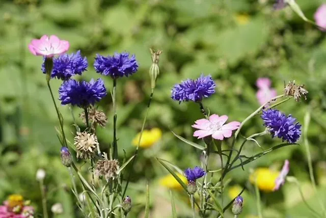 Privat bolig Haus Panorama